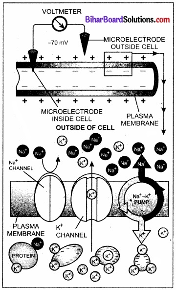 Bihar Board Class 11 Biology Chapter 21 तंत्रिकीय नियंत्रण एवं समन्वय