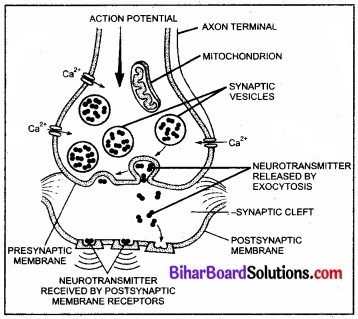 Bihar Board Class 11 Biology Chapter 21 तंत्रिकीय नियंत्रण एवं समन्वय