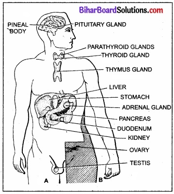 Bihar Board Class 11 Biology Chapter 22 रासायनिक समन्वय तथा एकीकरण 