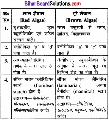 Bihar Board Class 11 Biology Chapter 3 वनस्पति जगत