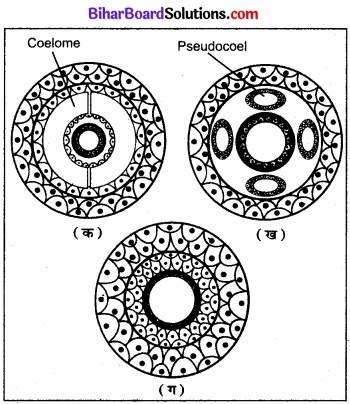 Bihar Board Class 11 Biology Chapter 4 प्राणि जगत 