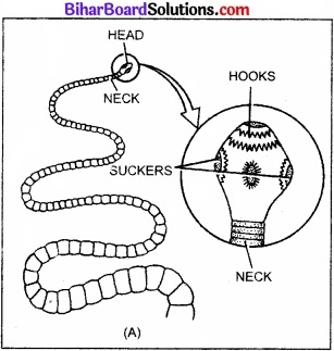 Bihar Board Class 11 Biology Chapter 4 प्राणि जगत 