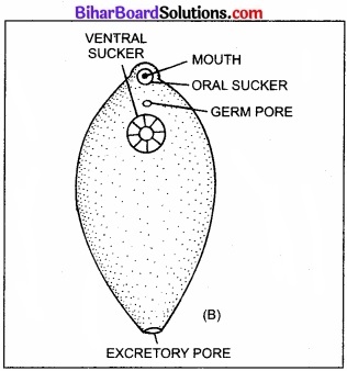 Bihar Board Class 11 Biology Chapter 4 प्राणि जगत 