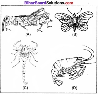 Bihar Board Class 11 Biology Chapter 4 प्राणि जगत 