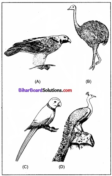 Bihar Board Class 11 Biology Chapter 4 प्राणि जगत 