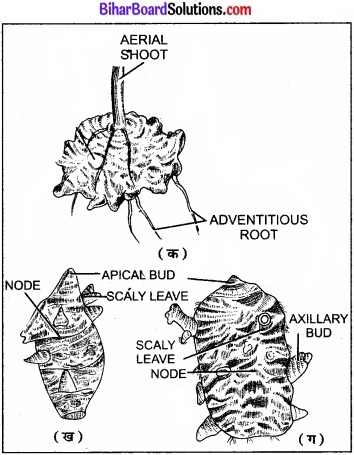 Bihar Board Class 11 Biology Chapter 5 पुष्पी पादपों की आकारिकी 