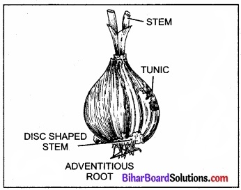 Bihar Board Class 11 Biology Chapter 5 पुष्पी पादपों की आकारिकी 