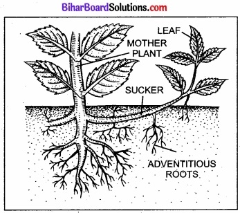 Bihar Board Class 11 Biology Chapter 5 पुष्पी पादपों की आकारिकी 