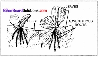 Bihar Board Class 11 Biology Chapter 5 पुष्पी पादपों की आकारिकी 
