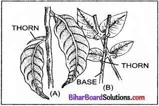 Bihar Board Class 11 Biology Chapter 5 पुष्पी पादपों की आकारिकी 