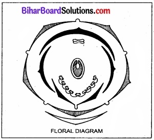 Bihar Board Class 11 Biology Chapter 5 पुष्पी पादपों की आकारिकी 