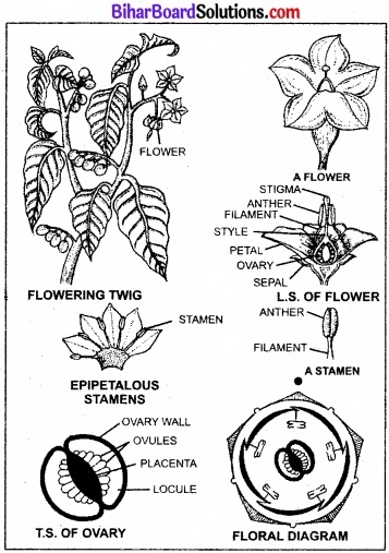 Bihar Board Class 11 Biology Chapter 5 पुष्पी पादपों की आकारिकी 