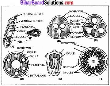 Bihar Board Class 11 Biology Chapter 5 पुष्पी पादपों की आकारिकी 