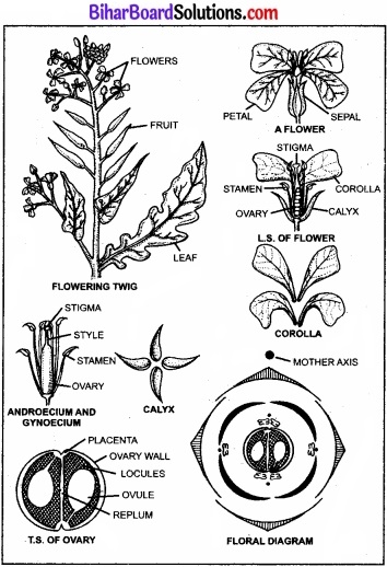 Bihar Board Class 11 Biology Chapter 5 पुष्पी पादपों की आकारिकी 