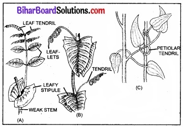 Bihar Board Class 11 Biology Chapter 5 पुष्पी पादपों की आकारिकी 