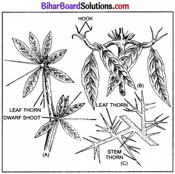 Bihar Board Class 11 Biology Chapter 5 पुष्पी पादपों की आकारिकी 