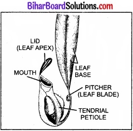 Bihar Board Class 11 Biology Chapter 5 पुष्पी पादपों की आकारिकी 