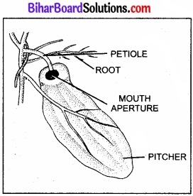 Bihar Board Class 11 Biology Chapter 5 पुष्पी पादपों की आकारिकी 