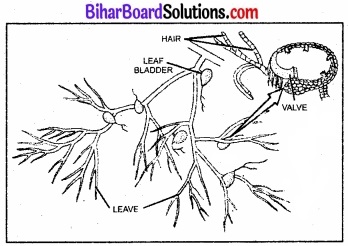 Bihar Board Class 11 Biology Chapter 5 पुष्पी पादपों की आकारिकी 