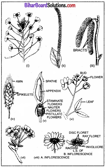 Bihar Board Class 11 Biology Chapter 5 पुष्पी पादपों की आकारिकी 