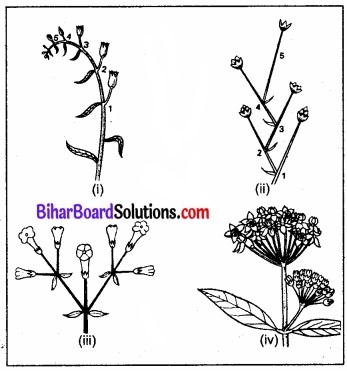 Bihar Board Class 11 Biology Chapter 5 पुष्पी पादपों की आकारिकी 