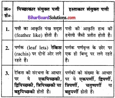 Bihar Board Class 11 Biology Chapter 5 पुष्पी पादपों की आकारिकी 