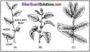 Bihar Board Class 11 Biology Chapter 5 पुष्पी पादपों की आकारिकी 