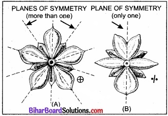 Bihar Board Class 11 Biology Chapter 5 पुष्पी पादपों की आकारिकी 