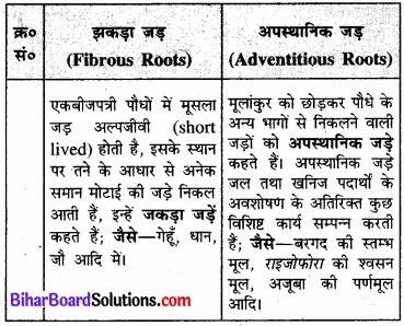 Bihar Board Class 11 Biology Chapter 5 पुष्पी पादपों की आकारिकी 