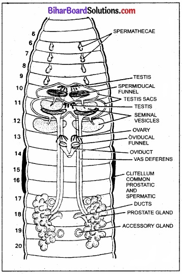 Bihar Board Class 11 Biology Chapter 7 प्राणियों में संरचनात्मक संगठन 