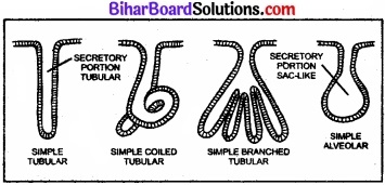 Bihar Board Class 11 Biology Chapter 7 प्राणियों में संरचनात्मक संगठन 