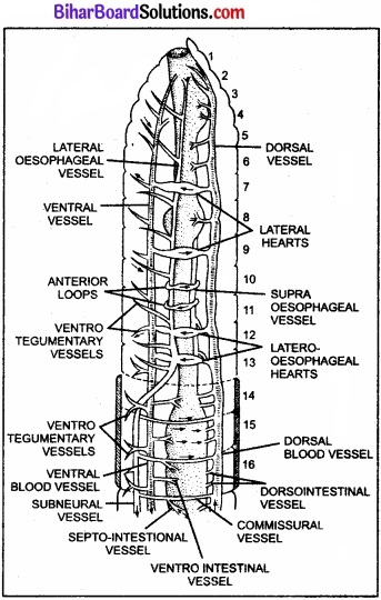 Bihar Board Class 11 Biology Chapter 7 प्राणियों में संरचनात्मक संगठन 