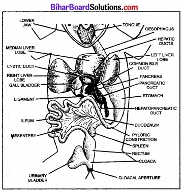 Bihar Board Class 11 Biology Chapter 7 प्राणियों में संरचनात्मक संगठन 
