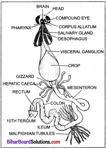 Bihar Board Class 11 Biology Chapter 7 प्राणियों में संरचनात्मक संगठन 