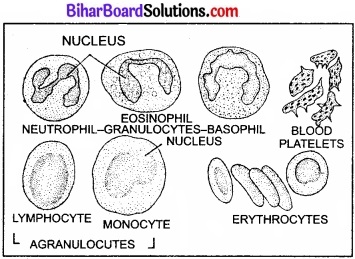Bihar Board Class 11 Biology Chapter 7 प्राणियों में संरचनात्मक संगठन 