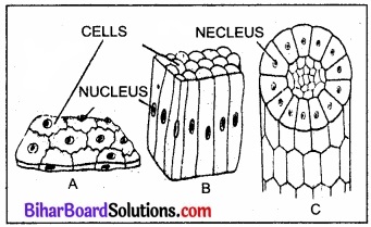 Bihar Board Class 11 Biology Chapter 7 प्राणियों में संरचनात्मक संगठन 