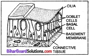 Bihar Board Class 11 Biology Chapter 7 प्राणियों में संरचनात्मक संगठन 