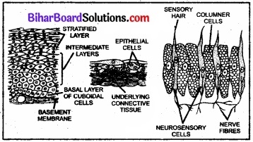 Bihar Board Class 11 Biology Chapter 7 प्राणियों में संरचनात्मक संगठन 