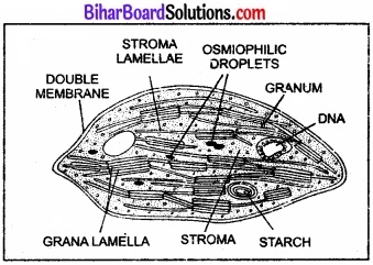 Bihar Board Class 11 Biology Chapter 8 कोशिका जीवन की इकाई 
