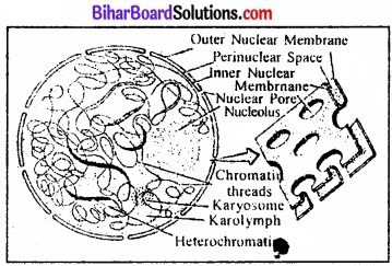Bihar Board Class 11 Biology Chapter 8 कोशिका जीवन की इकाई 