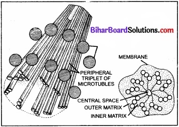 Bihar Board Class 11 Biology Chapter 8 कोशिका जीवन की इकाई 