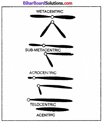Bihar Board Class 11 Biology Chapter 8 कोशिका जीवन की इकाई 