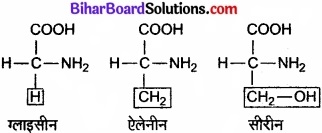 Bihar Board Class 11 Biology Chapter 9 जैव अणु 