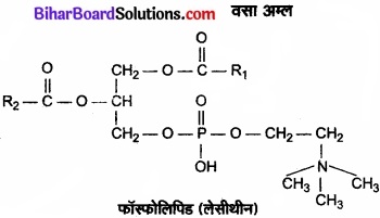 Bihar Board Class 11 Biology Chapter 9 जैव अणु 
