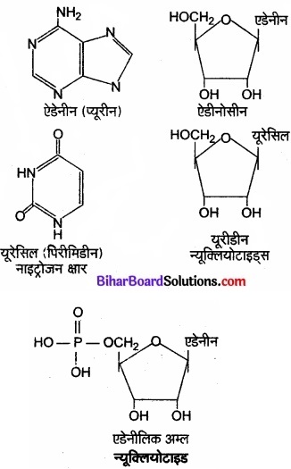 Bihar Board Class 11 Biology Chapter 9 जैव अणु 