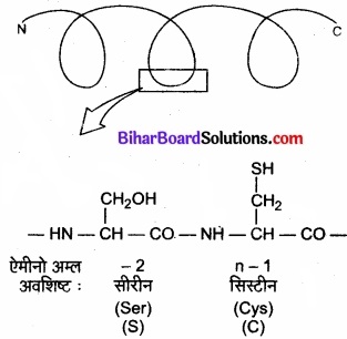 Bihar Board Class 11 Biology Chapter 9 जैव अणु 