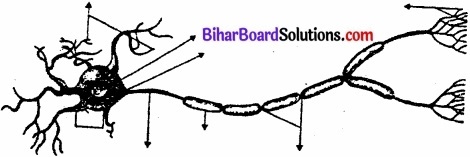 Bihar Board Class 11 Psychology Solutions Chapter 3 मानव व्यवहार के आधार 