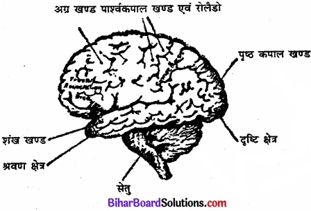 Bihar Board Class 11 Psychology Solutions Chapter 3 मानव व्यवहार के आधार 