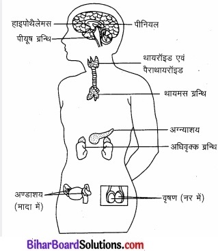 Bihar Board Class 11 Psychology Solutions Chapter 3 मानव व्यवहार के आधार 