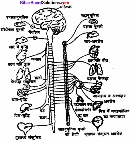 Bihar Board Class 11 Psychology Solutions Chapter 3 मानव व्यवहार के आधार 